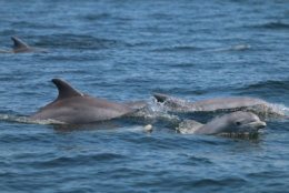 The Potomac dolphins are even having babies. (NMFS Permit No. 19403)
