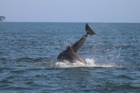 Pair of Potomac River dolphins flipping out over new names