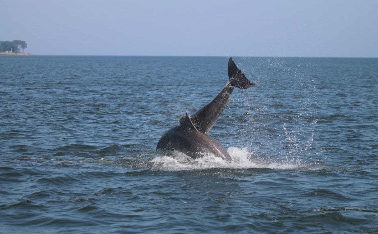 Most of the dolphins are around the mouth of the river, but as the Potomac gets cleaner, they’re starting to head north – some have been sighted near the Harry Nice Bridge. The conservancy’s site said that in the 1880s dolphins were once seen all the way up in Alexandria. (NMFS Permit No. 19403)