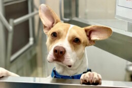 Gabby, the 7-month-old pup with big ears and a bigger heart, is WTOP's Pet of the Week. (Courtesy Humane Rescue Alliance)