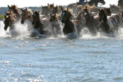 Countdown to Chincoteague pony swim: Ups and downs for wild ponies this year