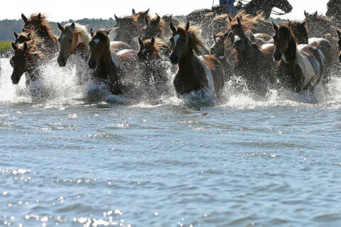Countdown to Chincoteague pony swim: Ups and downs for wild ponies this year