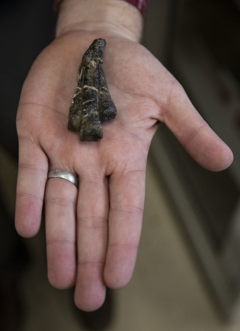 March 28, 2019 - Sterling Nesbitt, an Assistant Professor of Geobiology, has discovered and named a miniature adult Tyrannosaurus dinosaur relative. He found some of the original fossils when he was 17 years old. (Photo by Erin Williams/Virginia Tech)