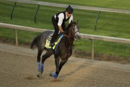 Kentucky Derby entrant Roadster is ridden during a workout at Churchill Downs Wednesday, May 1, 2019, in Louisville, Ky. The 145th running of the Kentucky Derby is scheduled for Saturday, May 4. (AP Photo/Charlie Riedel)