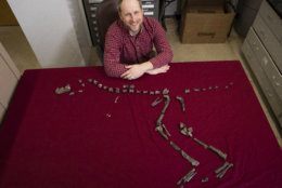 March 28, 2019 - Sterling Nesbitt, an Assistant Professor of Geobiology, has discovered and named a miniature adult Tyrannosaurus dinosaur relative. He found some of the original fossils when he was 17 years old. (Photo by Erin Williams/Virginia Tech)