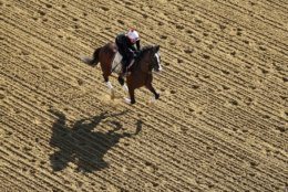 BALTIMORE, MARYLAND - MAY 15: War of Will trains on the track during a training session for the upcoming Preakness Stakes at Pimlico Race Course on May 15, 2019 in Baltimore, Maryland. (Photo by Rob Carr/Getty Images)