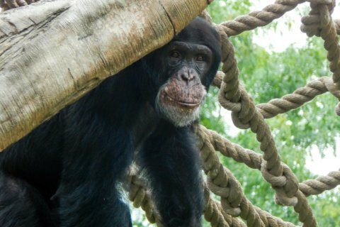 Chimp named Alex is latest new attraction at Baltimore’s zoo