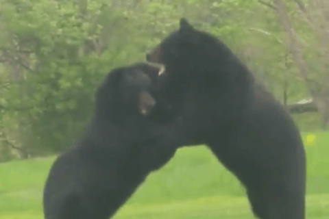 New Jersey homeowner finds 2 bears battling in his yard