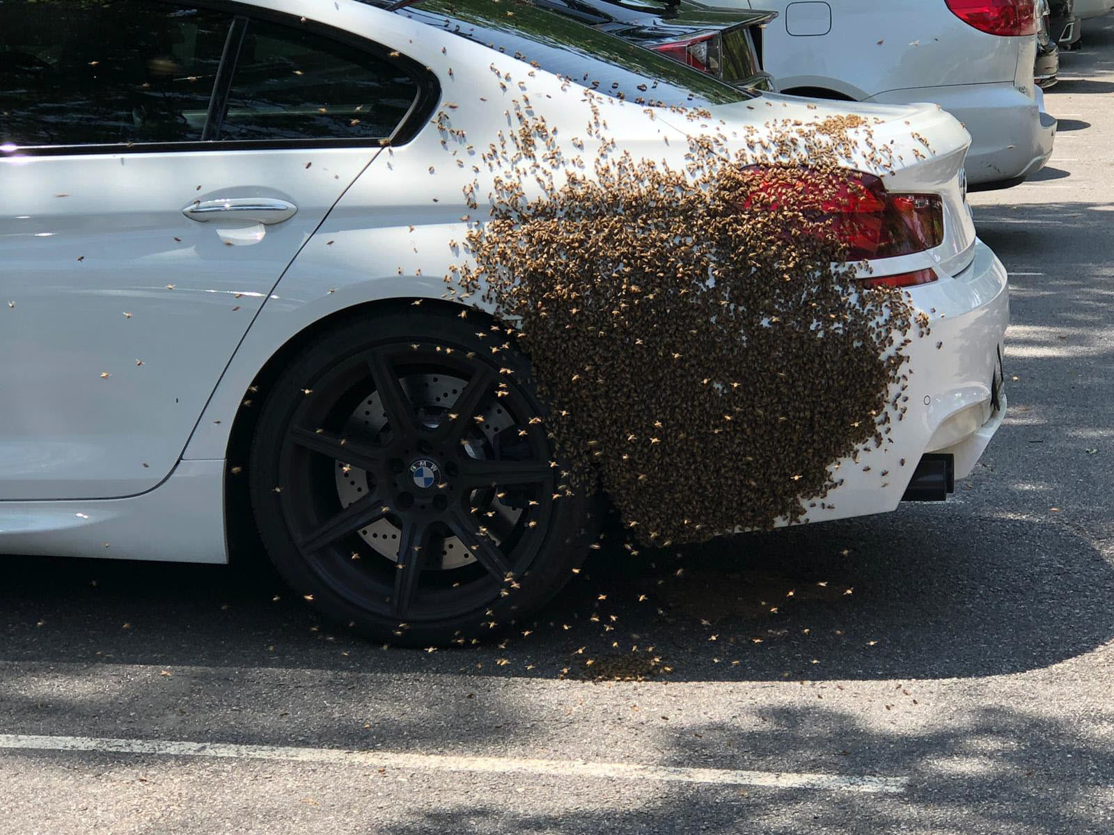 Thousands of bees swarmed a car in Fairfax County, Virginia, on Tuesday, April 30, 2019. Fire Capt. David Weand knew how to handle the situation. (Courtesy Fairfax County Fire and Rescue)
