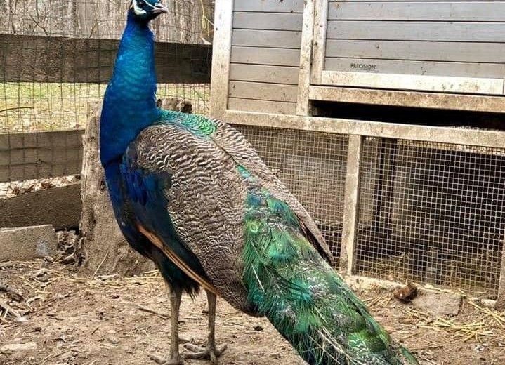 Naughty Va. peacock is back in his cage, ending a weeklong hunt | WTOP