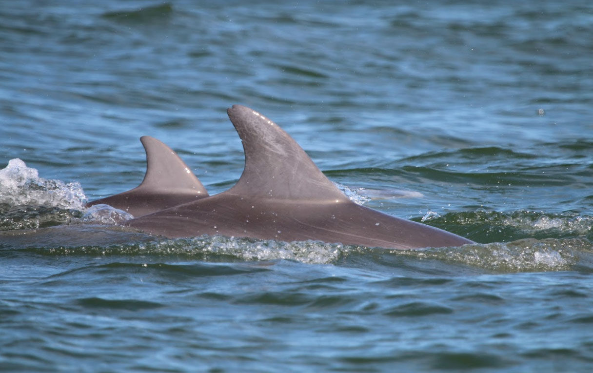 The Potomac-Chesapeake Dolphin Project and the Potomac Conservancy are looking for the public’s ideas on what to name two of the more than 1,000 dolphins that have been sighted in the Potomac and the Chesapeake Bay. (NMFS Permit No. 19403)