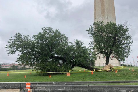 Historic mulberry tree falls on grounds of Washington Monument