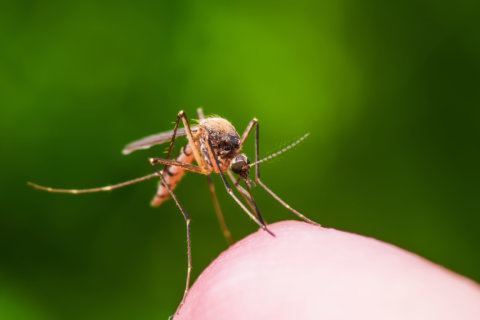 Battle against the bite: Mosquito season is here