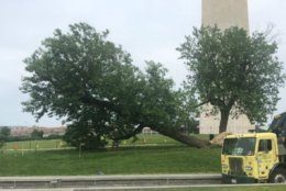 Crews lift the fallen mulberry tree on the grounds of the Washington Monument. (Courtesy National Park Service)
