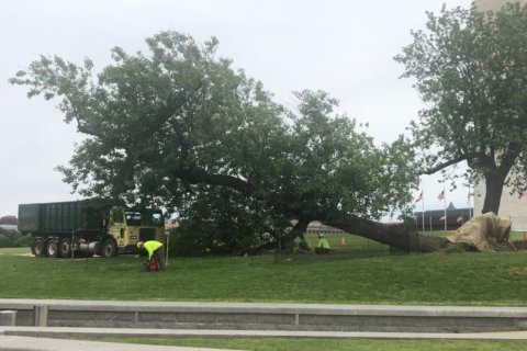 Leaning tree of DC: Park service lifts toppled Washington Monument mulberry tree