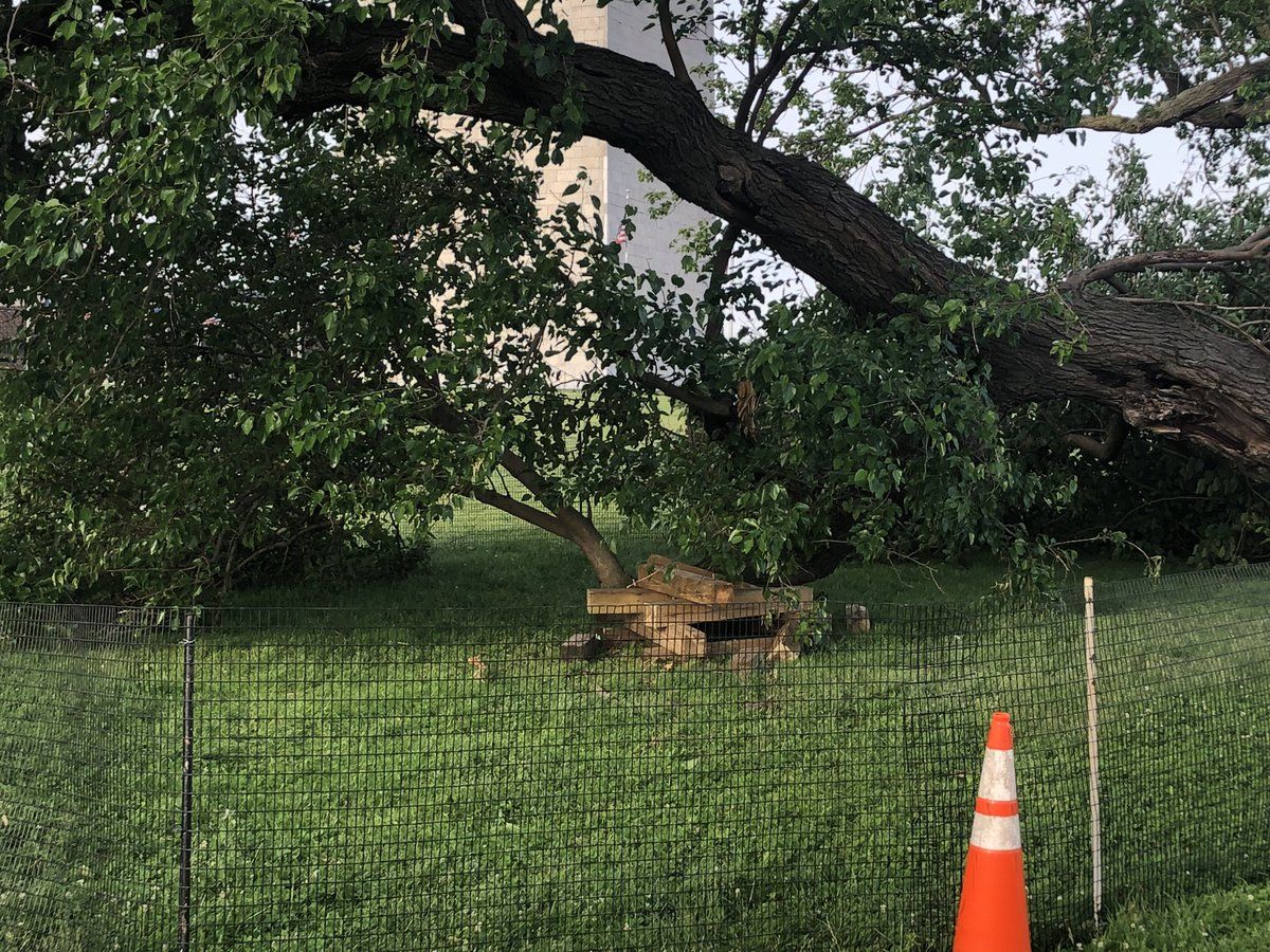  The recently repaired mulberry tree on the grounds of the Washington Monument suffers further damage after a storm on Thursday, May 22, 2019. (Courtesy National Park Service)