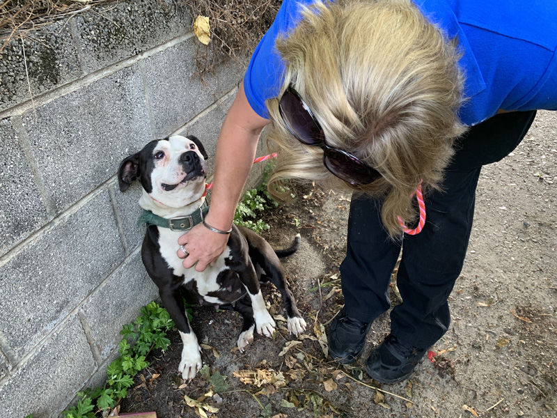 Two dogs were rescued from a Northeast D.C. residence Wednesday as part of a Humane Rescue Alliance investigation into a suspected dogfighting operation. (Courtesy Humane Rescue Alliance)