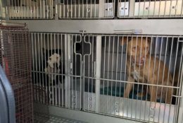 Both dogs are being held in an undisclosed location, HRA said in a statement Wednesday. (Courtesy Humane Rescue Alliance)