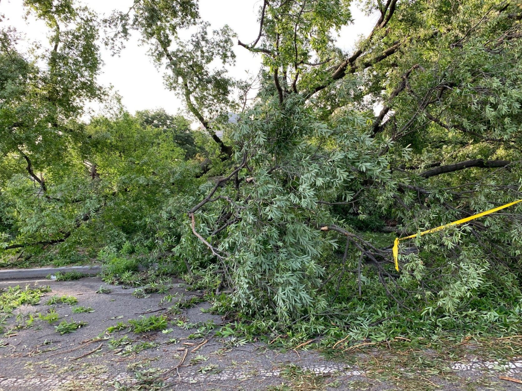 Downed trees block the sidewalk near the Jefferson Memorial in D.C. after a storm on Thursday, May 23, 2019. (WTOP/Dan Friedell)