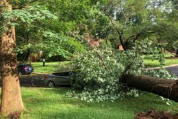A tree falls in a Rockville, Maryland, neighborhood after a storm on Thursday, May 23, 2019. (WTOP/Mike Murillo)