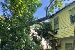 Photo of the tree that fell onto a house in Potomac, Maryland. (WTOP/Nick Iannelli) 