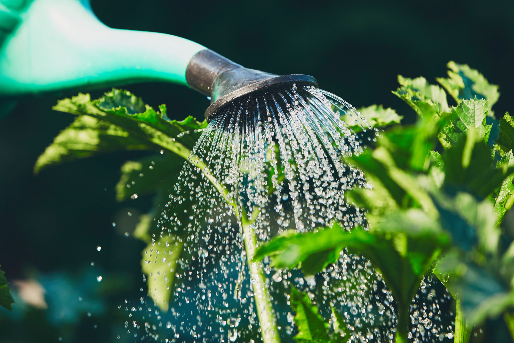 Garden Plot: Taking care of your plants on hot days - WTOP News