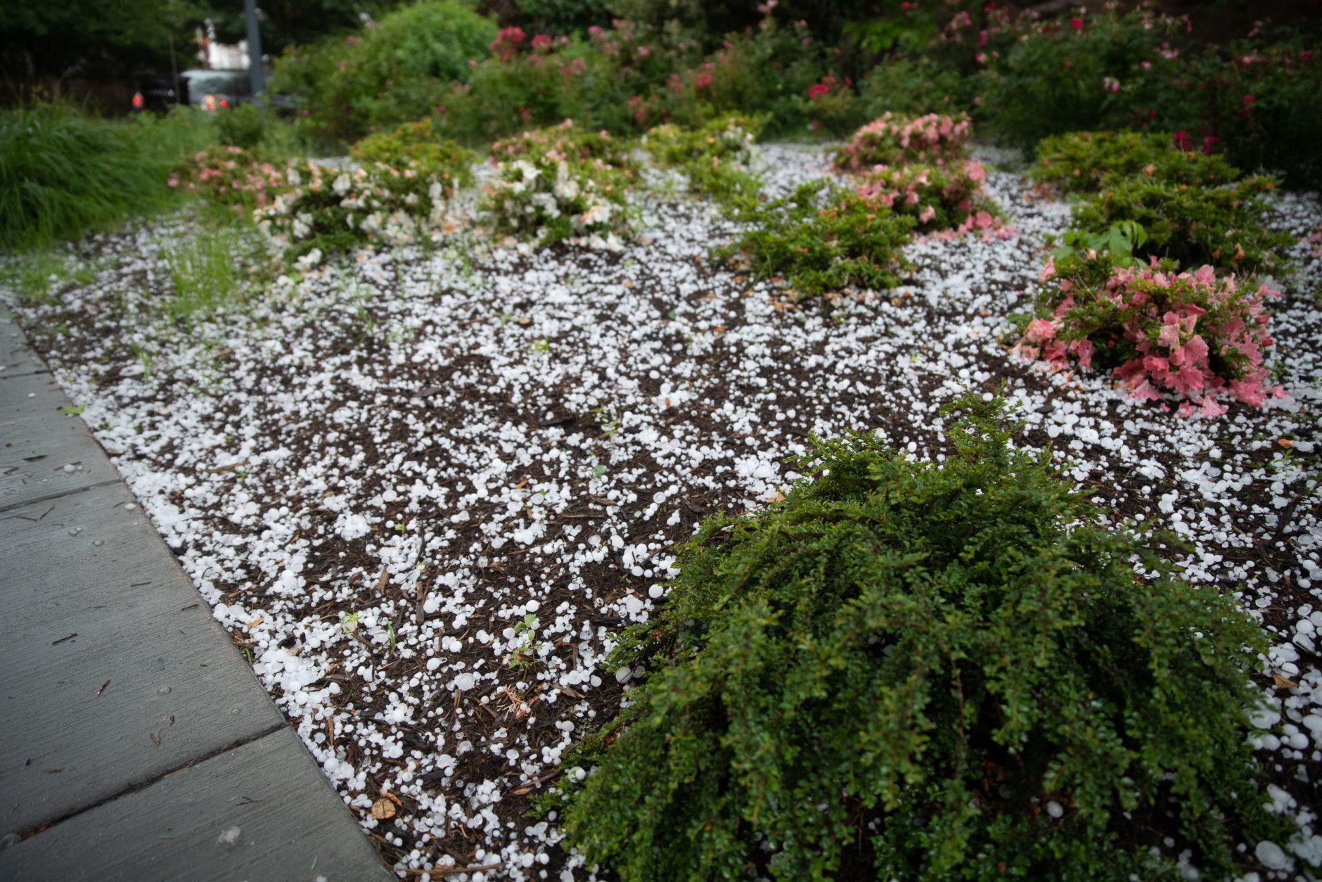 Pea to quarter-sized hail fell in Northwest D.C. on Sunday afternoon near the National Zoo for several minutes, coating roadways and damaging plants. (WTOP/Alejandro Alvarez)
