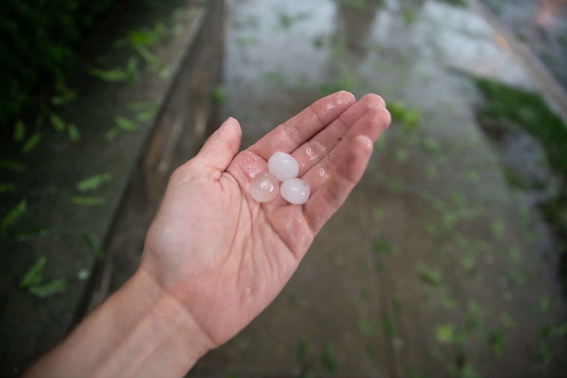 Pea to quarter-sized hail fell in Northwest D.C. on Sunday afternoon near the National Zoo for several minutes, coating roadways and damaging plants. (WTOP/Alejandro Alvarez)
