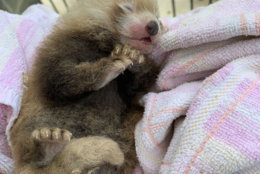 Scientists weigh the red panda cub a week after its birth. (Courtesy Jessica Kordell/Smithsonian Conservation Biology Institute)