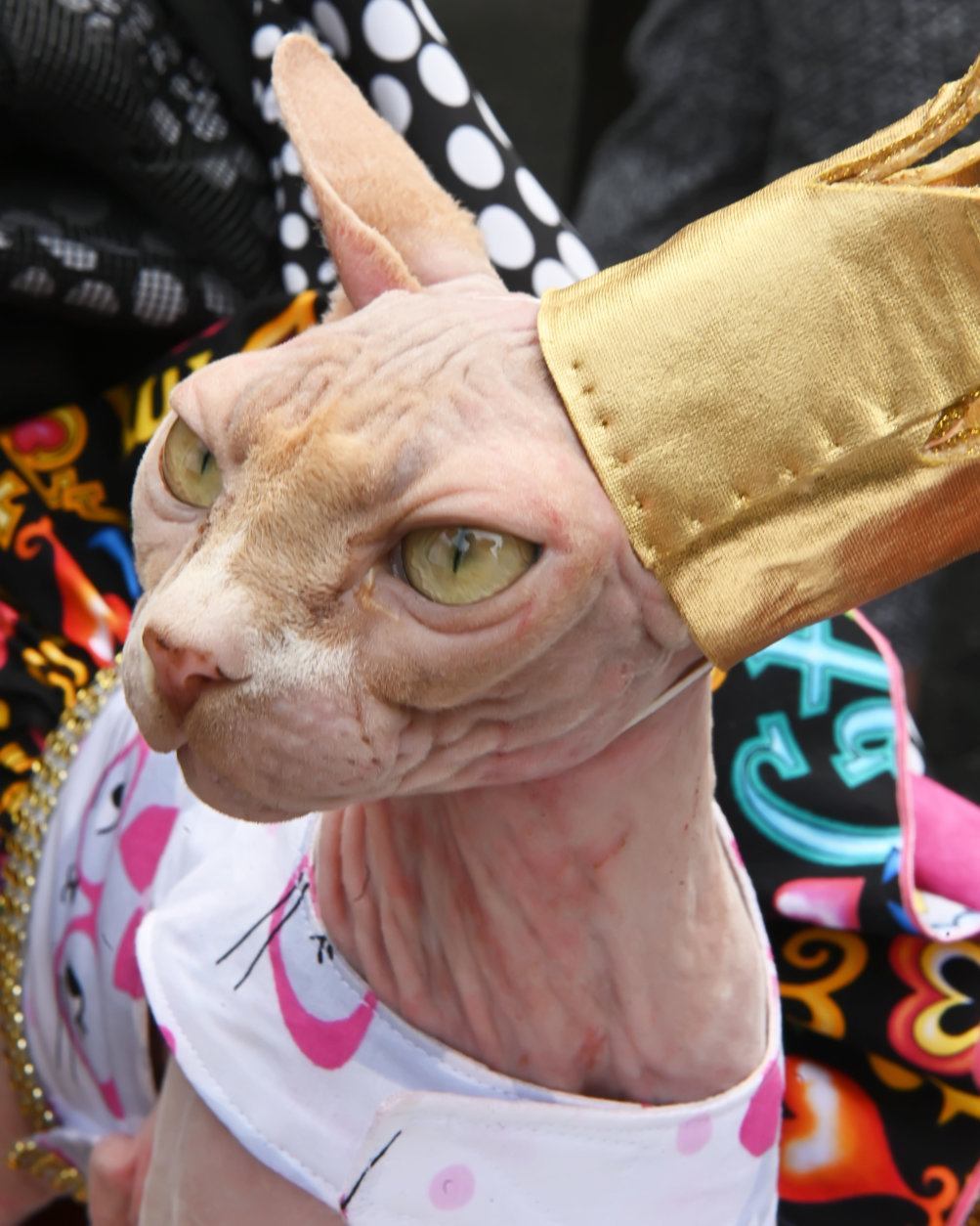 Ya-Ya the Cat at the 2019 Capital Pride Parade. (Shannon Finney Photography)