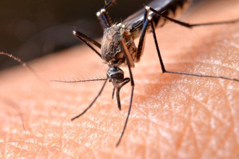 ‘There will be blood’: Mosquitoes make their annual return in DC region