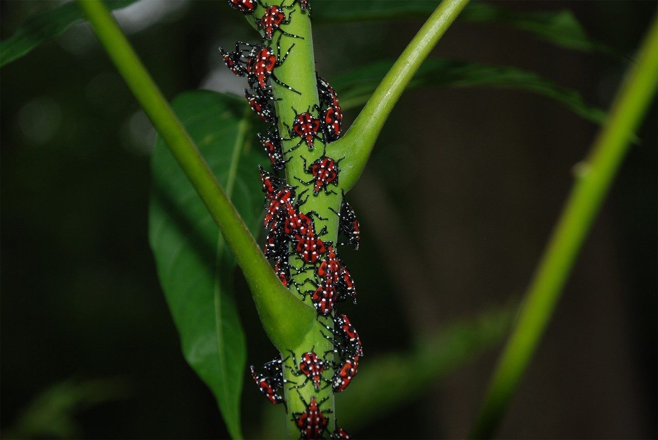 Spotted lanterflies in the nymph stage. (Courtesy Eric Day/Virginia Tech)