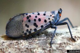An adult spotted lanternfly. (Courtesy Maryland Department Natural Resources)