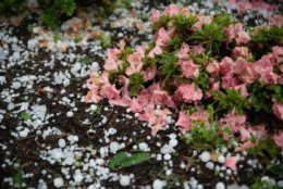 Flower bushes in D.C. took a beating with the heavy hail that fell upon the area Sunday. (WTOP/Alejandro Alvarez) 