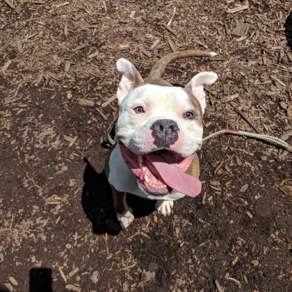 Meet Alonzo! This 3-year-old pup came to the Humane Rescue as a stray. He's a happy boy -- with short legs and a big head -- and he's looking for his forever home! (Courtesy Humane Rescue Alliance)