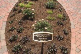 Under the summer sun, they all watched as a garden was dedicated to the five killed in the Capital Gazette newsroom: Rob Hiaasen, Gerald Fischman, John McNamara, Rebecca Smith and Wendi Winters. (WTOP/John Domen)