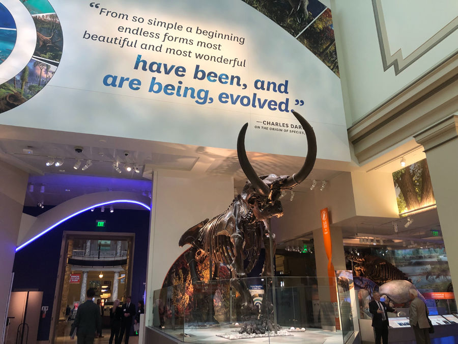 The American Mastodon is one of nearly 700 specimen featured at the new “David H. Koch Hall of Fossils - Deep Time.” The hall explores Earth’s 3.7 billion year history. (WTOP/Melissa Howell)