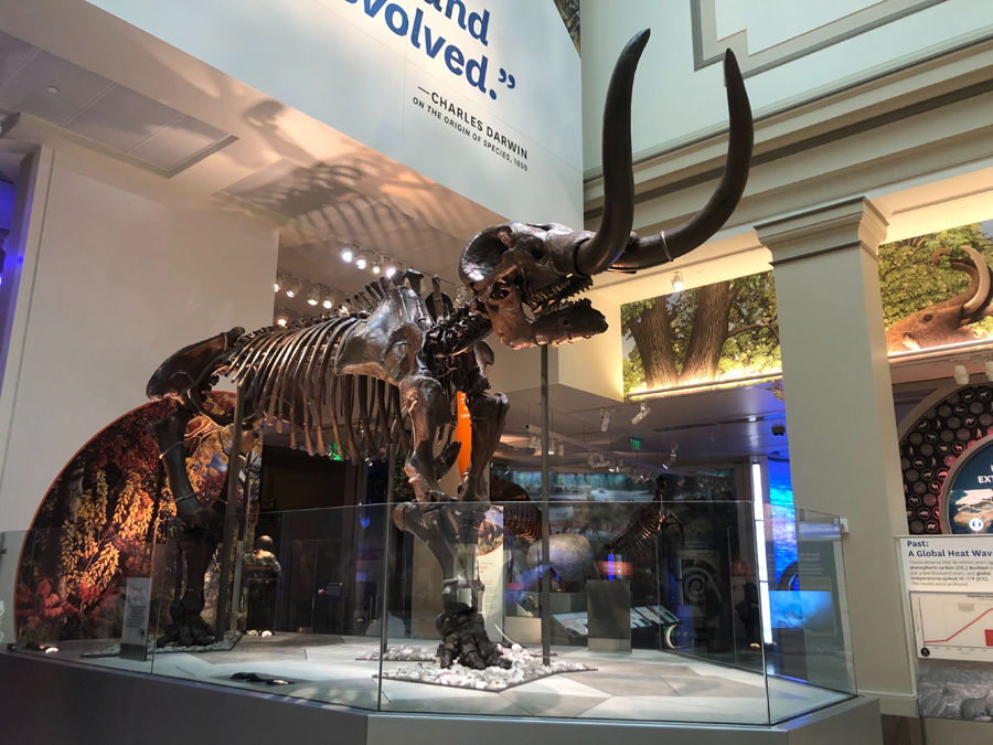The American Mastodon is one of nearly 700 specimen featured at the new “David H. Koch Hall of Fossils - Deep Time.” The hall explores Earth’s 3.7 billion year history. (WTOP/Melissa Howell)