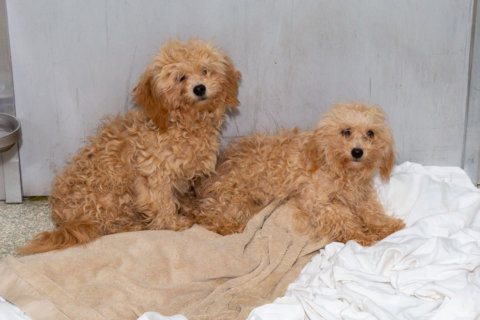 Puppies saved from Korean meat farm ready for adoption