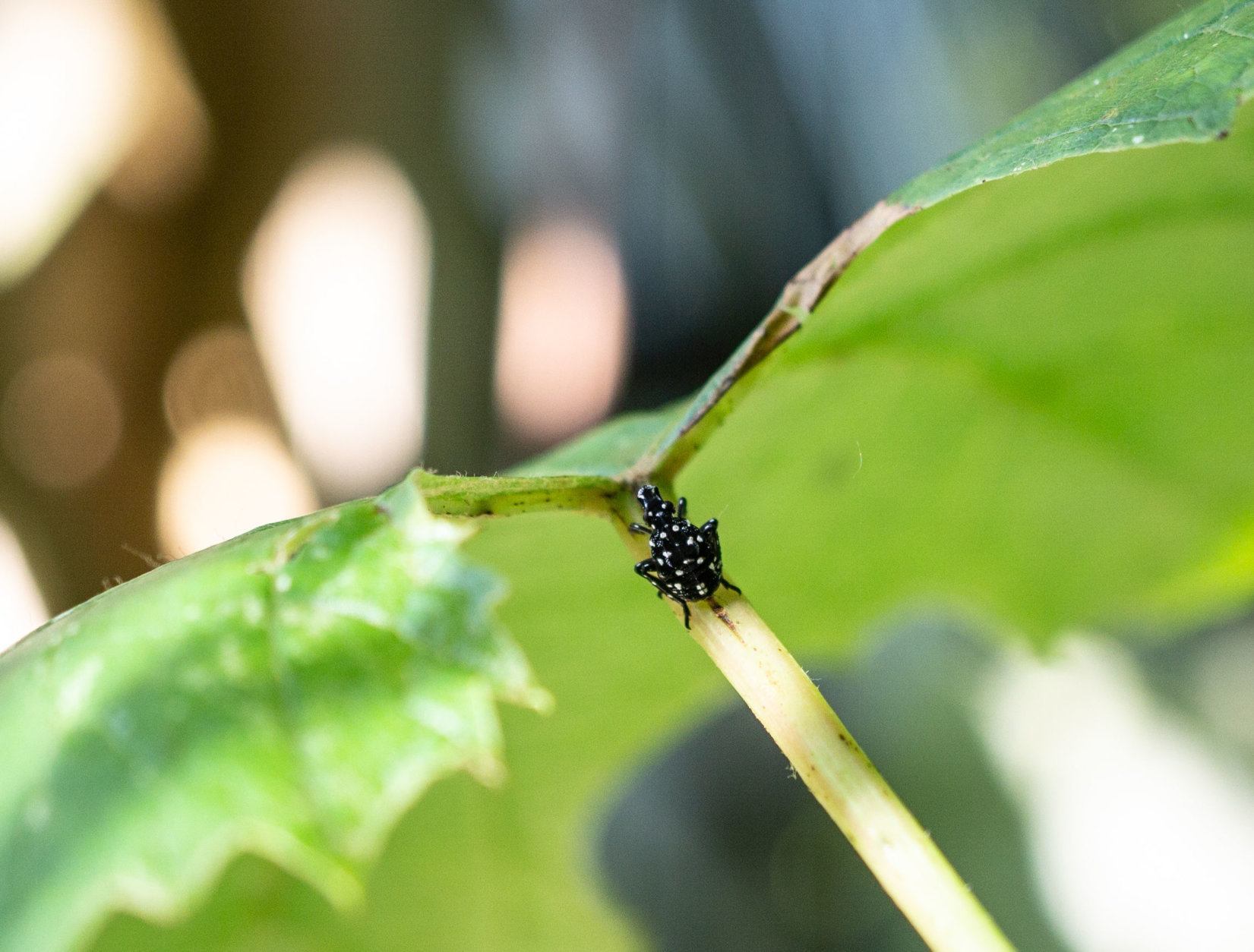 Close-up of black nymph stage on grape leaf. (Getty Images/iStockphoto)