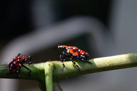 Virginia establishes quarantine to stop spread of spotted lanternfly