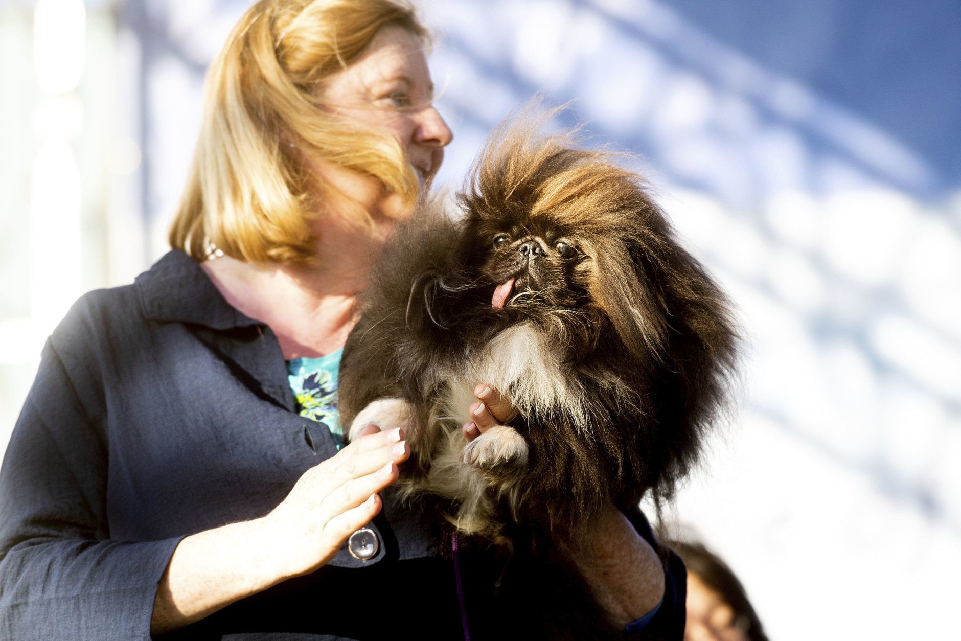 Wild Thang, a 3-year-old Pekingese, competes in the World's Ugliest Dog Contest with owner Ann Lewis at the Sonoma-Marin Fair in Petaluma, Calif., Friday, June 21, 2019. Wild Thing went on to win second place. (AP Photo/Noah Berger)