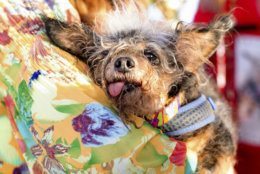 Scamp the Tramp rests after winning the World's Ugliest Dog Contest at the Sonoma-Marin Fair in Petaluma, Calif., Friday, June 21, 2019. (AP Photo/Noah Berger)