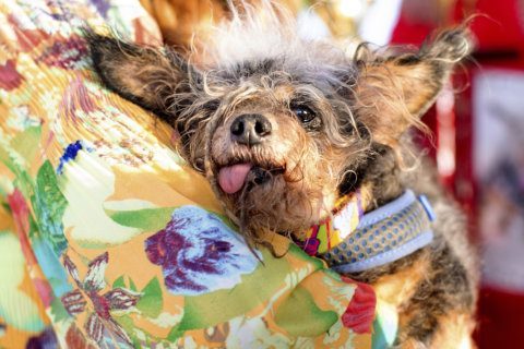 Scamp the Tramp wins World’s Ugliest Dog Contest