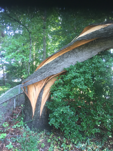 Tuesday's storm twisted a tree in Annandale, Va. (Courtesy Mike Sheen)