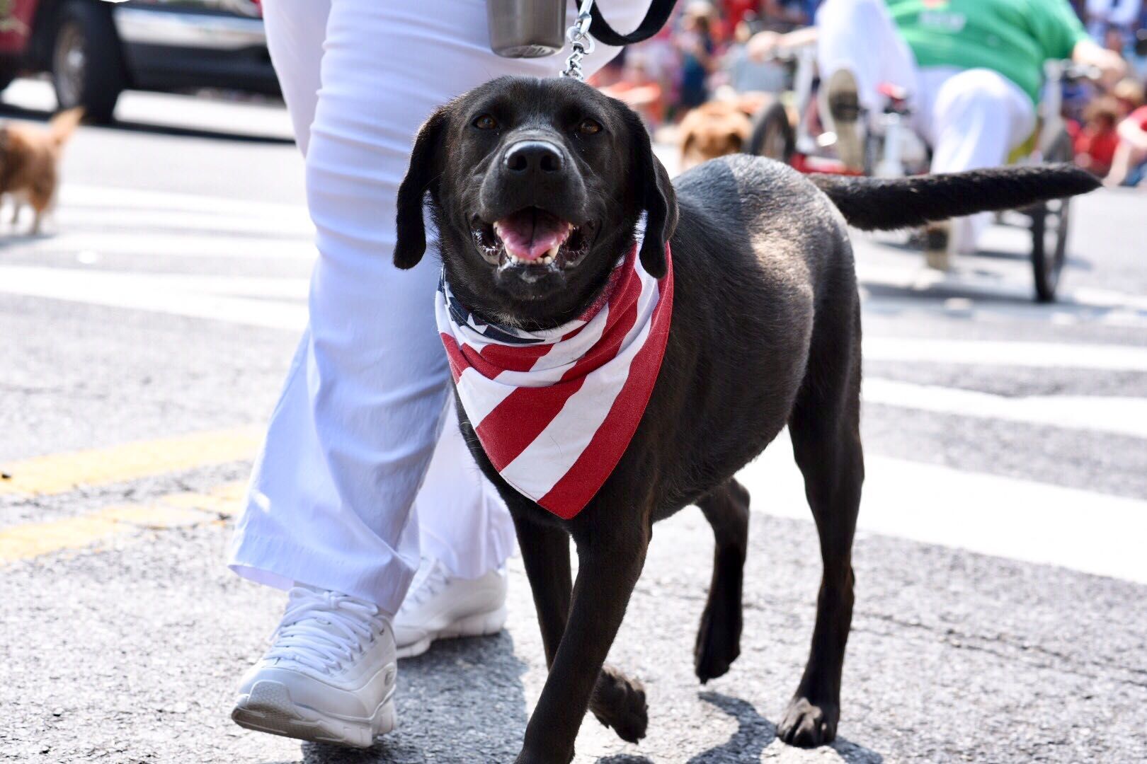 One of the members of the Greenbelt Dog Training Marching Drill Team at the Takoma Park Parade. (WTOP/Kate Ryan)