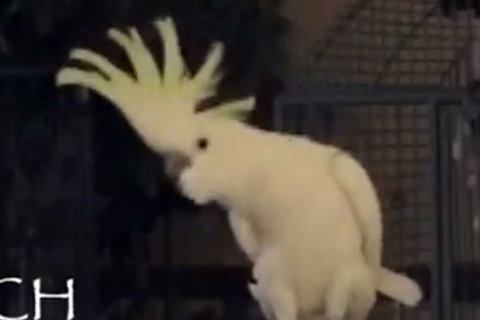 A dancing cockatoo named Snowball learned 14 moves all by his little bird self, researchers say