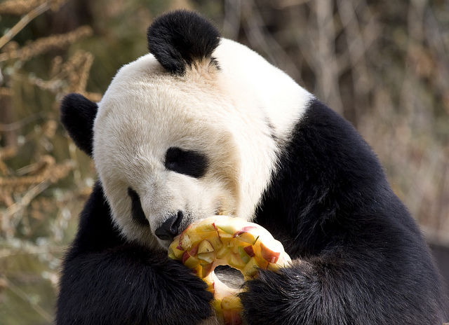 <p>Tian Tian has a treat to help beat the heat at Smithsonian&#8217;s National Zoo.</p>
