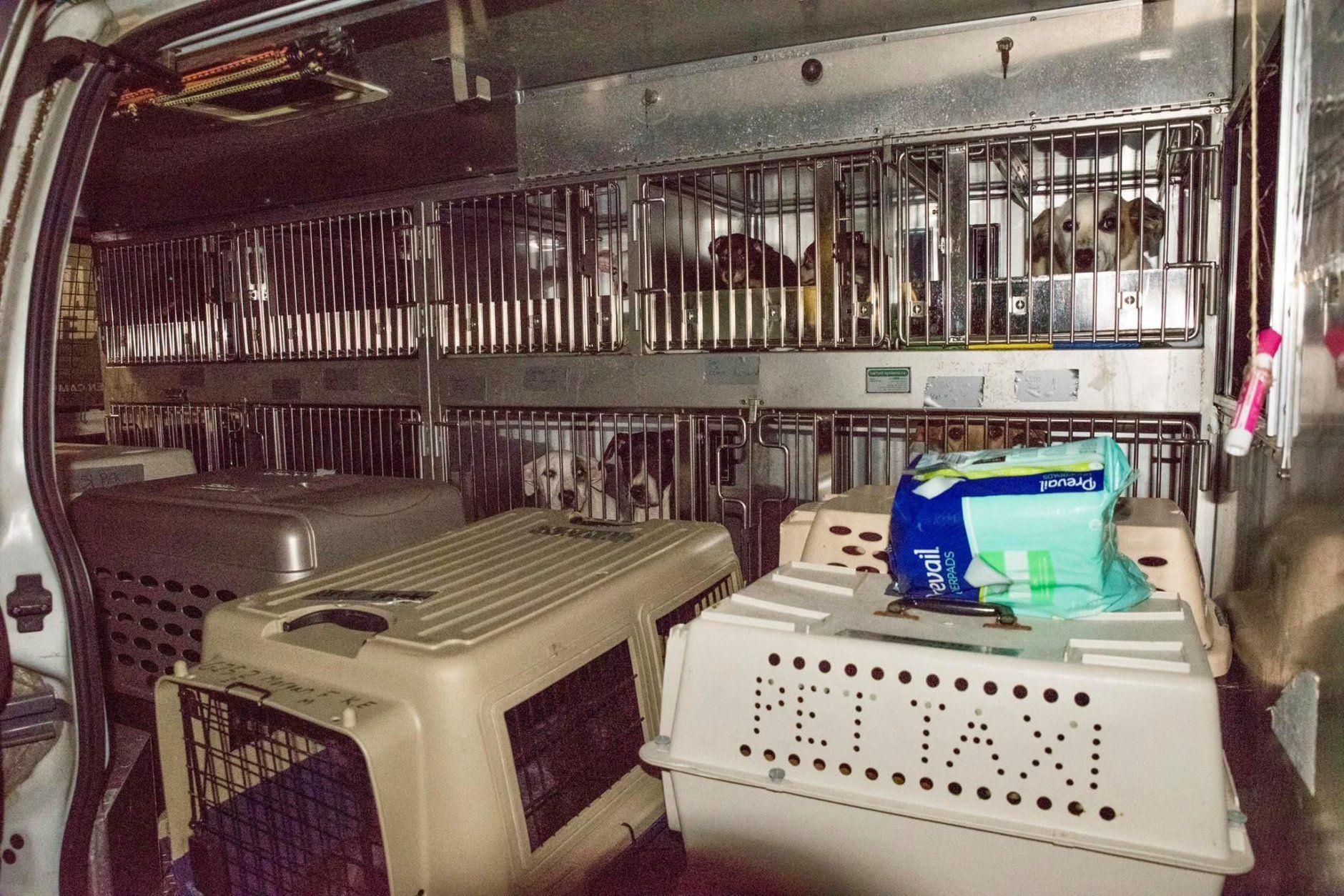 Dogs sit in kennels inside a Humane Rescue Alliance van.