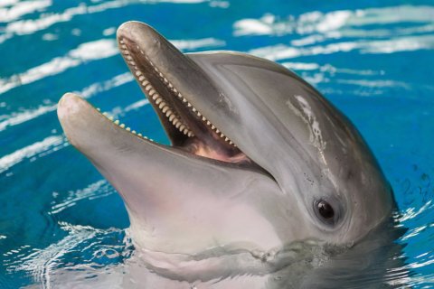 Maryland National Aquarium says dolphin ‘Maya’ has died